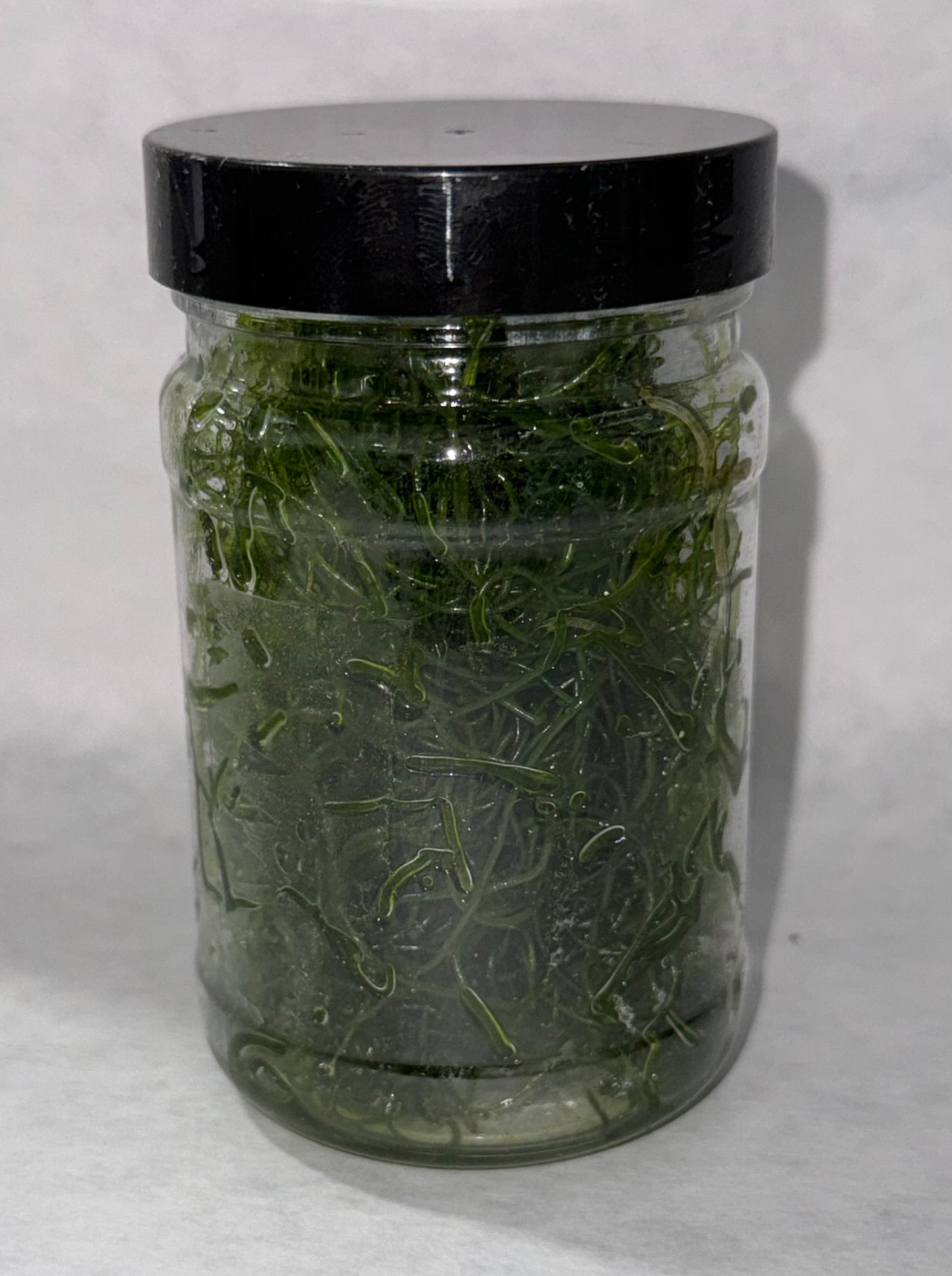 Clean Chaeto Infused with Reef Snacklebox - Dinkins Aquatic Gardens
