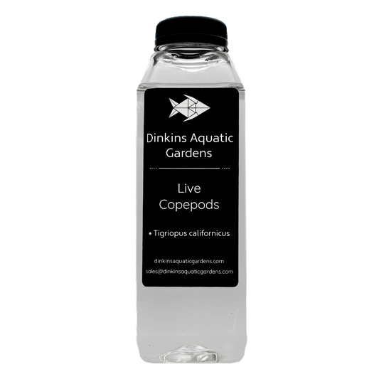 Tigriopus Copepods