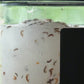 Amphipods